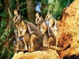 Sydney Harbour Hop On Hop Off Cruise with Taronga Zoo entry