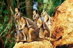 Sydney Harbour Hop On Hop Off Cruise with Taronga Zoo entry