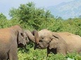 Day Excursions to Udawalawe From Bentota