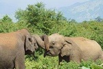 Day Excursions to Udawalawe From Bentota