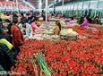 Half Day Flower Tour in Kunming