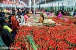 Half Day Flower Tour in Kunming