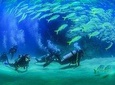 Beginner Scuba diving experience 