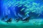 Beginner Scuba diving experience 