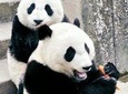 Private Day Tour to Xian Zoo including Seasonal Fruit-picking and Organic Dinner