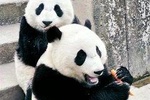 Private Day Tour to Xian Zoo including Seasonal Fruit-picking and Organic Dinner