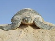 2 Days Muscat Watching Turtles and Wadi Shab Package