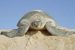 2 Days Muscat Watching Turtles and Wadi Shab Package