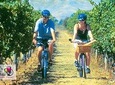 Hawkes Bay Wineries Electric Self-Guided Bike Tour