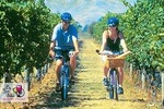 Hawkes Bay Wineries Electric Self-Guided Bike Tour