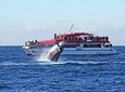 Sydney Hop-on-Hop-off Cruise and Whale Watching Cruise