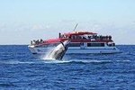 Sydney Hop-on-Hop-off Cruise and Whale Watching Cruise