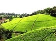 Kiambethu Tea Farm Day Tour from Nairobi 