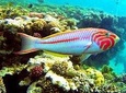 From Hurghada: Sharm El Naga Full-Day Snorkeling Tour