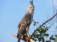 Bird Watching in Udawatte Kele, Kandy From Negombo