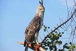 Bird Watching in Udawatte Kele, Kandy From Negombo