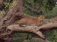 Day Excursions to Wilpattu National Park From Negombo