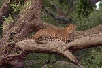 Day Excursions to Wilpattu National Park From Negombo