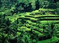 Ubud Tour - Best central one day Tour
