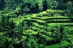 Ubud Tour - Best central one day Tour