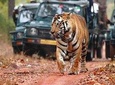 Adventures Wildlife Tiger Safari Tour Including Taj Mahal & Jaipur from Delhi