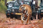 Adventures Wildlife Tiger Safari Tour Including Taj Mahal & Jaipur from Delhi