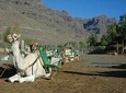 Camel Ride in Fataga with BBQ