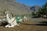 Camel Ride in Fataga with BBQ