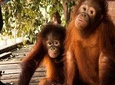 Marvellous Creature Orang Utan Island & Perak Cave Temple Tour from Kuala Lumpur