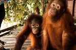 Marvellous Creature Orang Utan Island & Perak Cave Temple Tour from Kuala Lumpur