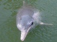 Lucky Dolphin sightings & Firefly Tour at Kuala Sepetang from Kuala Lumpur