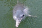 Lucky Dolphin sightings & Firefly Tour at Kuala Sepetang from Kuala Lumpur