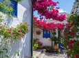 Tour and tickets: Authentic Patios of Cordoba