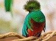 Tour to the Curricancha Reserve in Monteverde, a paradise for birdwatchers from San José