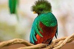 Tour to the Curricancha Reserve in Monteverde, a paradise for birdwatchers from San José