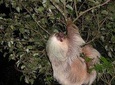 Night hike wildlife observation in Santa Elena Monteverde