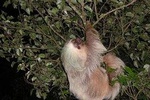 Night hike wildlife observation in Santa Elena Monteverde