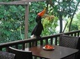 Kuala Lumpur Bird Park Tour With Transfer