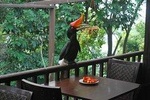 Kuala Lumpur Bird Park Tour With Transfer