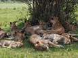 Private 5 days Masai Mara, Lake Nakuru, Hell's Gate & Lake Naivasha Safari