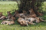 Private 5 days Masai Mara, Lake Nakuru, Hell's Gate & Lake Naivasha Safari
