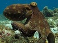 Two-Tank Dive for Certified Diver