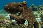 Two-Tank Dive for Certified Diver