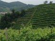 PROSECCO WINE TOUR WITH TIRAMISU' FROM VENICE