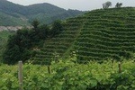 PROSECCO WINE TOUR WITH TIRAMISU' FROM VENICE