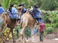Camel Riding Tour at El Tanque