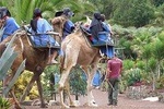 Camel Riding Tour at El Tanque