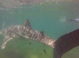 Whale shark experience at La Paz