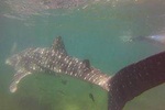 Whale shark experience at La Paz