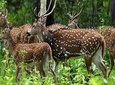 Periyar from Cochin - a Two Day Tour